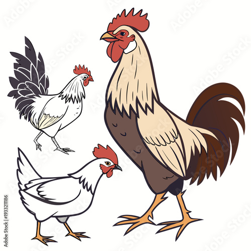 Rooster and hens domestic chickens farm animals