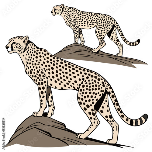 Two Cheetahs Standing on Rocks Wildlife animals pair