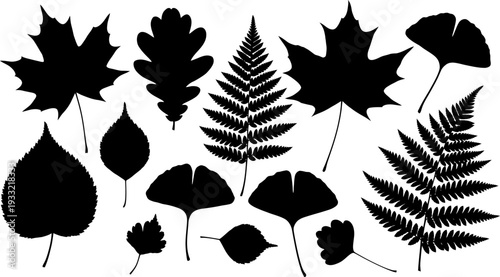 Collection of various leaf silhouettes on a white background
