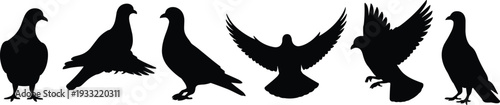 Collection of pigeon silhouettes in various poses isolated on white background, flying and standing bird vector illustration set