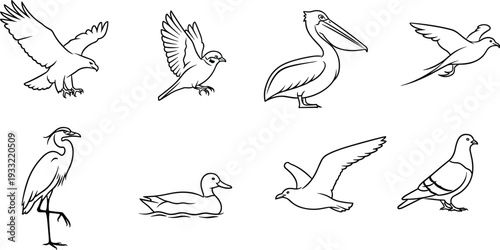 Bird outline collection, line art flying and swimming avian species set including pelican heron duck pigeon, simple vector illustration isolated