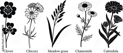 Botanical herb silhouettes set with clover, chicory, meadow grass, chamomile and calendula isolated on white background, detailed black floral vector collection for educational design