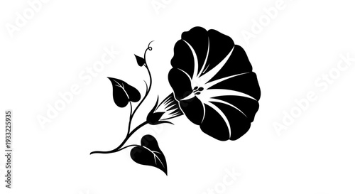 Elegant black and white illustration of a morning glory flower in bloom