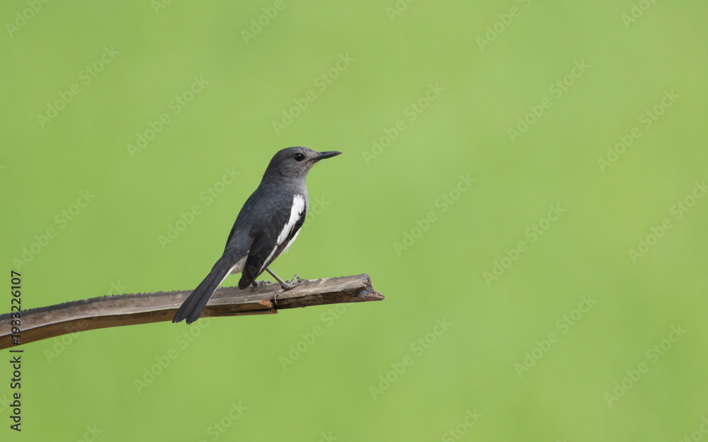 Obraz premium A Oriental magpie-robin (Copsychus saularis).