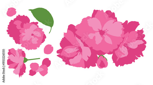 Cherry blossom flowers and petals vector illustration set in pink color tones