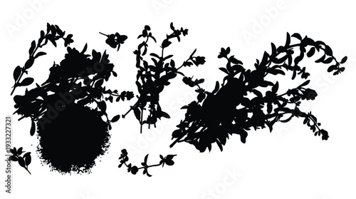 Herbs branches and leaves silhouette isolated on transparent background for seasoning