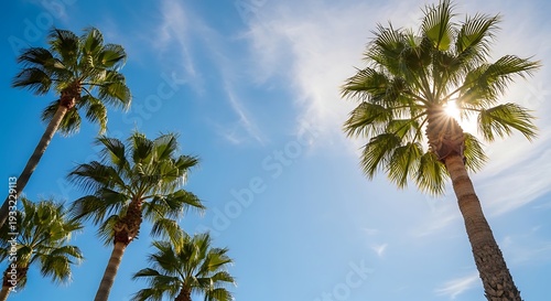 Palm trees against a bright blue sky with sun shining through leaves on a sunny day with white clouds