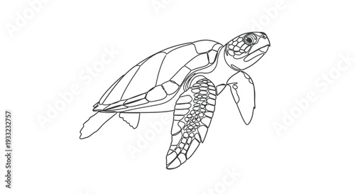 Detailed Sea Turtle Swimming Underwater Line Art Illustration Animal Nature Design