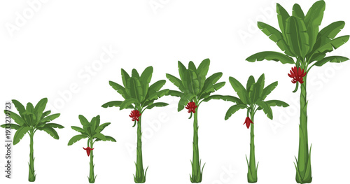 Banana Plant Growth Stages Vector Illustration Showing Tropical Agriculture Cultivation Process From Seedling To Mature Fruit Tree Farming Lifecycle Concept