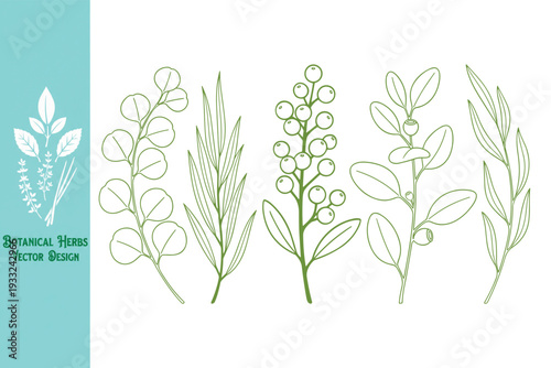 Minimalist green line art of various botanical branches and berries. Clean herbal sketches for modern organic branding, skincare labels, and garden decor. Vector illustration