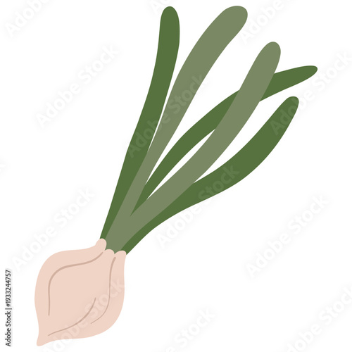 Fresh green onion. Illustration of onion. Vector illustration of vegetables. Delicious fragrant onion