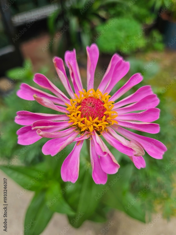 Obraz premium pink and white dahlia