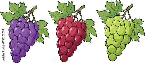 Grape Bunch Vector Illustration Set with Red Green and Purple Fresh Fruit Design
