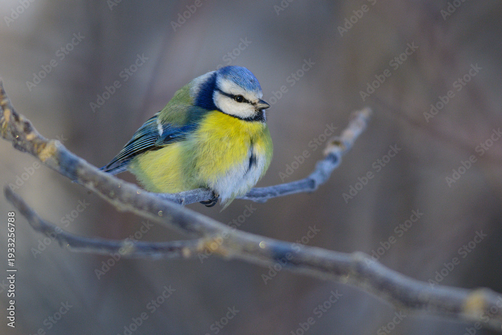 Obraz premium blue tit on a branch