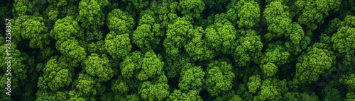 Aerial View of Lush Green Forest Canopy, Dense Foliage, Nature, Outdoors, Forest, Woodland, Trees