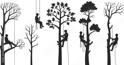Tree climbers in safety gear, arborists climbing trees, outdoor nature activity, professional tree care, forest workers, ropes and harnesses, silhouette art