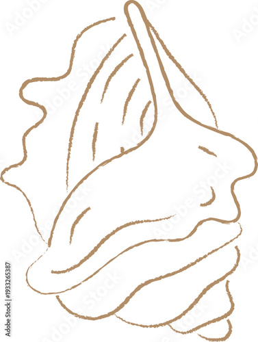 Elegant Hand Drawn Seashell Line Art Illustration
