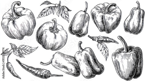 Various bell peppers and chili peppers depicted in detailed black and white engraved style illustrations