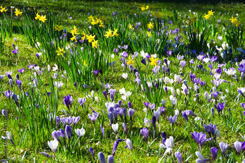 Stadtpark in Lahr im Frühling