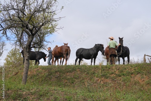 Photos Travel romania transilvania sighisoara people and horses standing on hilly rural