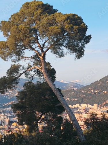 Un pin sur la colline du château à Nice avec aperçu sur les sommets enneigés du Mercantour dans les Alpes du Sud