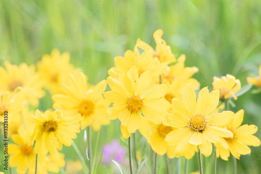 Obraz premium Mule's ears wildflowers in full bloom, Yellowstone National Park