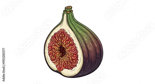 Fig fruit cut in half revealing red seeds and pulp detailed illustration with green stem purple skin and white background