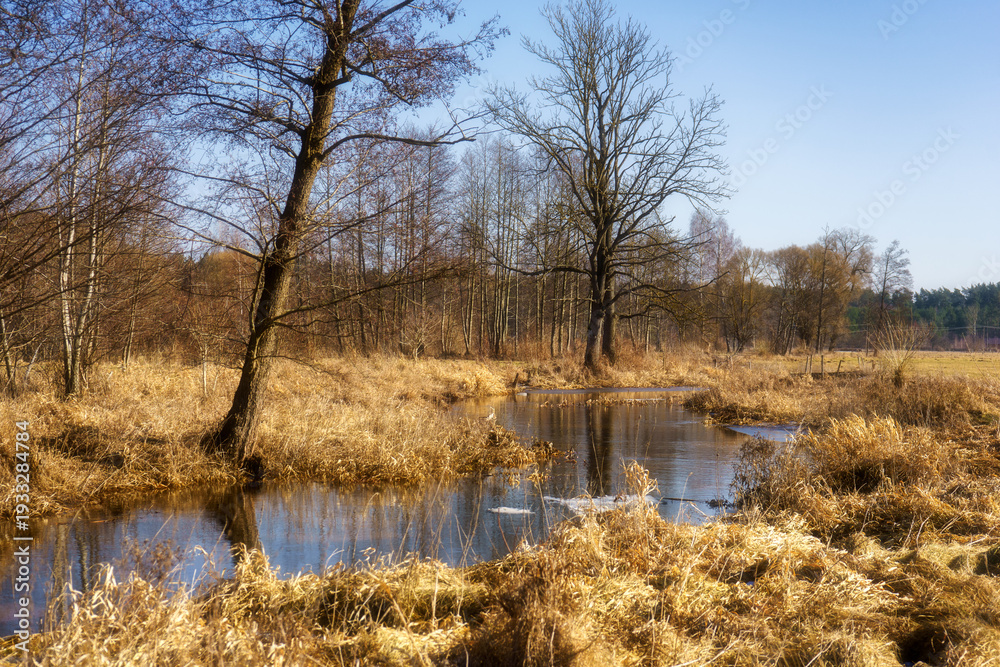 Fototapeta premium Wiosna wkracza w Dolinę Górnej Narwi, Podlasie, Polska
