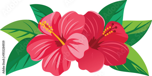 hibiscus flower isolated on translated background.