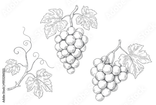 Botanical grape collection in vintage ink engraving style. Vineyard fruit bundle illustration isolated on white background.