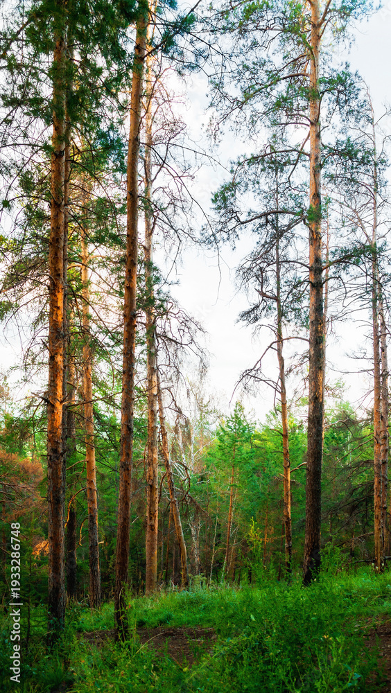 Fototapeta premium Forest landscape with trees growing at the mountain slopes under soft sunset light
