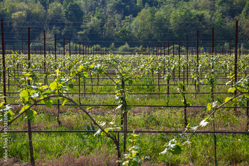Wallpaper Mural Symmetrical Rows of Young Grapevines in a Spring Vineyard Torontodigital.ca