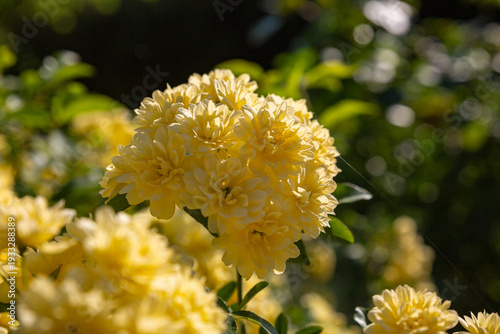 Wallpaper Mural Cluster of Vibrant Yellow Lady Banks' Roses in Full Bloom Torontodigital.ca
