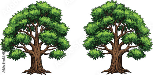 Detailed green oak trees isolated on white background lush forest foliage botanical nature vector illustration set for landscape design