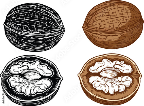 Walnut engraving style vector illustration set, whole and cracked nut detailed vintage food drawing isolated on white background