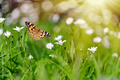 Colorful butterfly flying above small white wildflowers in a sunlit green meadow. Soft bokeh background with warm light and fresh spring atmosphere