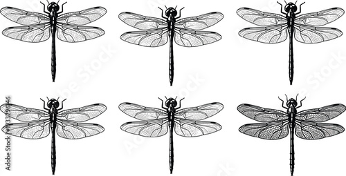 Black and white dragonfly silhouette illustration, detailed insect wings, symmetrical design, entomology art, nature clipart, decorative vector, scientific drawing, outdoor wildlife pattern