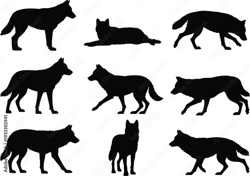 Obraz premium Wolf silhouette collection in different poses, wild animal black vector set isolated on white background, forest predator illustration for design