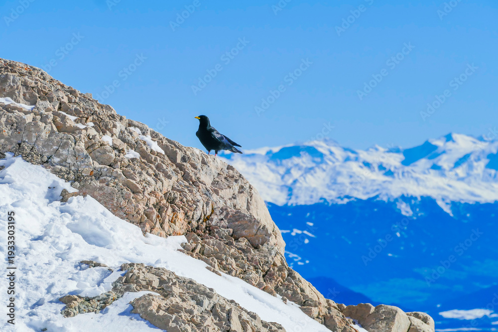 Fototapeta premium Dohle vor Alpenpanorama