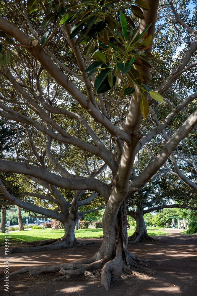 Fototapeta premium Walking in parks of Puerto de la Cruz, Tenerife North, tropical trees, green bushes, beach, Teide view, local architecture, tourists destination, Spain