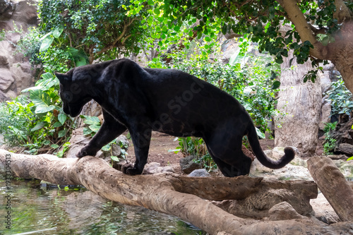 Large black puma cougar animal walking around on trees in zoo on Tenerife, Canary, Spain