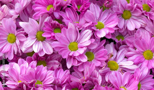 Pink chrysanthemum flower