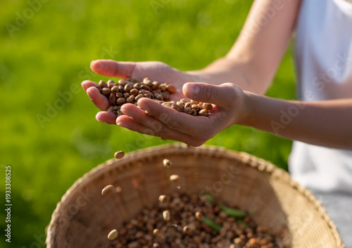 Obraz na plátně Dried broad beans basket, hand lifting legumes, natural ingredients quality, foo