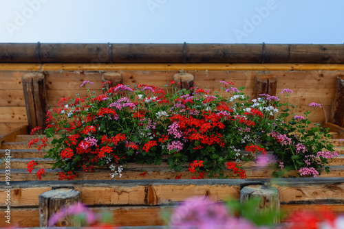 Фотография Flowering geraniums on wooden balcony of alpine chalet, mountain architecture, r