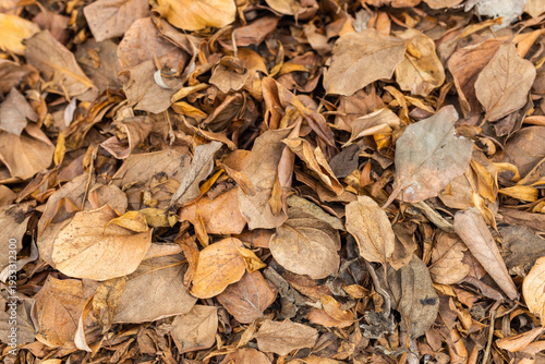 Close up view of dry fallen autumn leaves creating a natural brown and orange textured background. Seasonal change and nature concept.