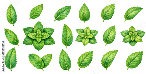 A charming watercolor collection of mint leaves, including single leaves and clustered sprigs.
