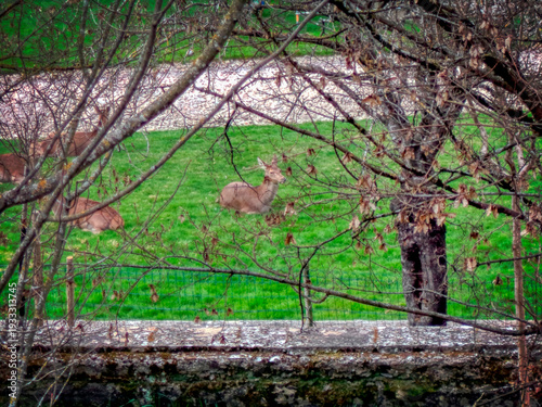 Group of Red Deer Resting in a Fenced Green Meadow, Seen Through Branches