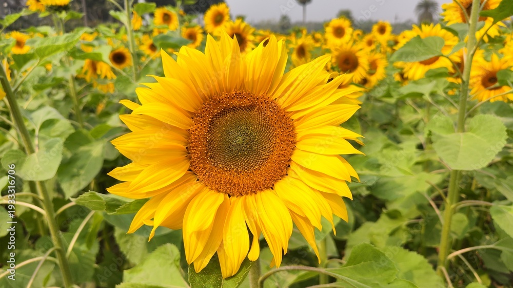 Obraz premium Sunflower garden