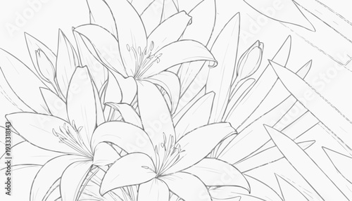 Coloring page: Lily flowers with long pointed petals and visible stamens, line art