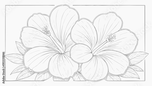 Coloring page: Hibiscus flowers with wide-open petals and central stamens, simple line art